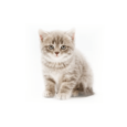 Gatos